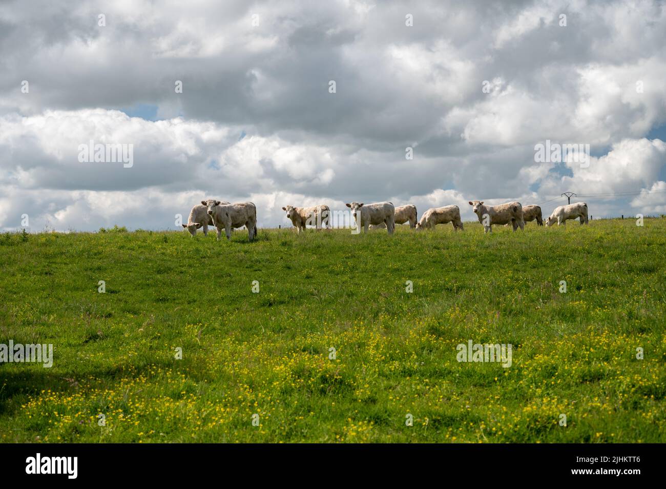 Herde von Kühen, die auf Weiden von grünem Gras, Milch-, Käse- und Fleischproduktion in der Normandie, Frankreich, ruhen Stockfoto