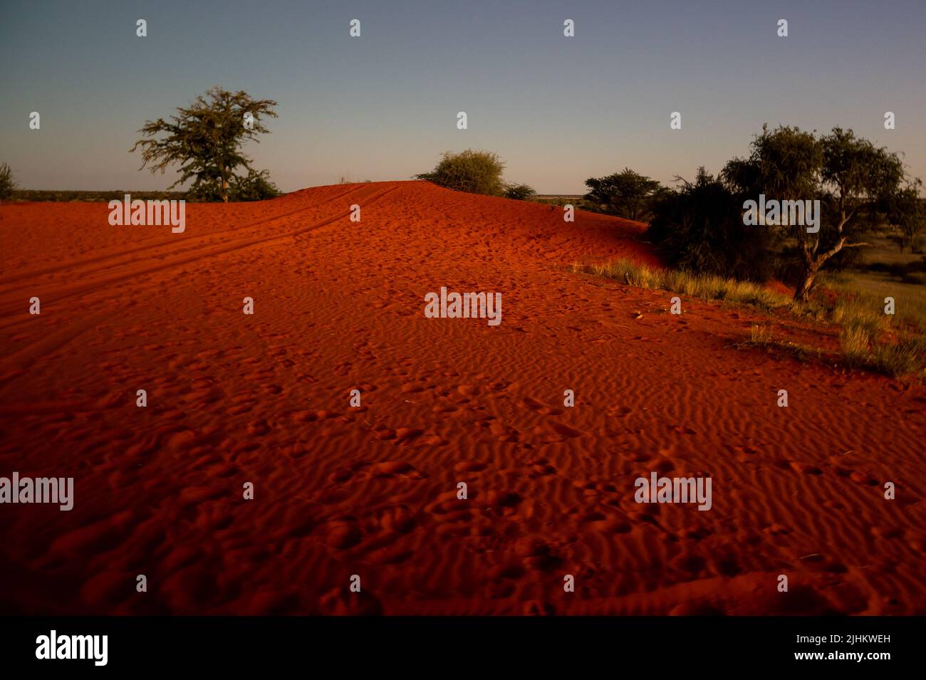 Schöne Landschaft in Kalahari mit großen roten Dünen und hellen Farben bei Sonnenuntergang Stockfoto