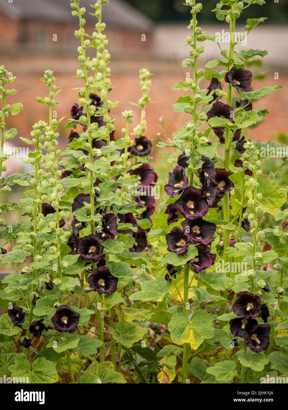 Die dunkel kastanienfarbenen Blüten von Alcea rosea 'Nigra', die gemeinhin als Hollyhocks bekannt sind und in einem britischen Garten wachsen. Stockfoto