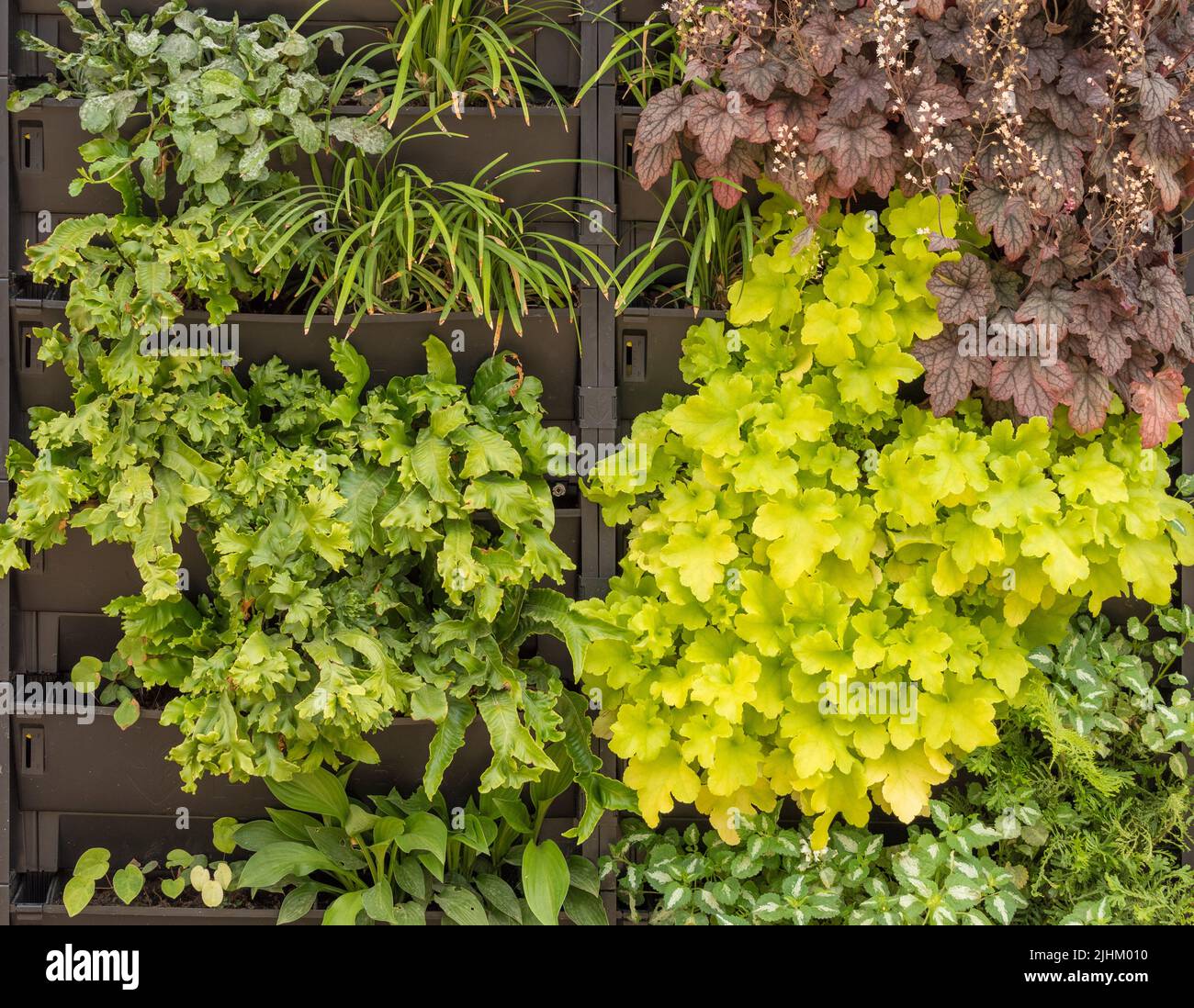 Vertikale Gartenarbeit. An einer Außenwand befestigte Kunststofftröge, die mit Farnen und Heucheras bepflanzt sind, um eine lebendige grüne Wand zu bilden. Stockfoto