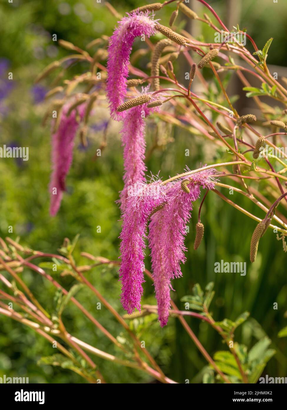 Rosafarbene flauschige Blüten von koreanischem burnett. Sanguisorba hakusanensis 'Lilac Squirrel' Stockfoto