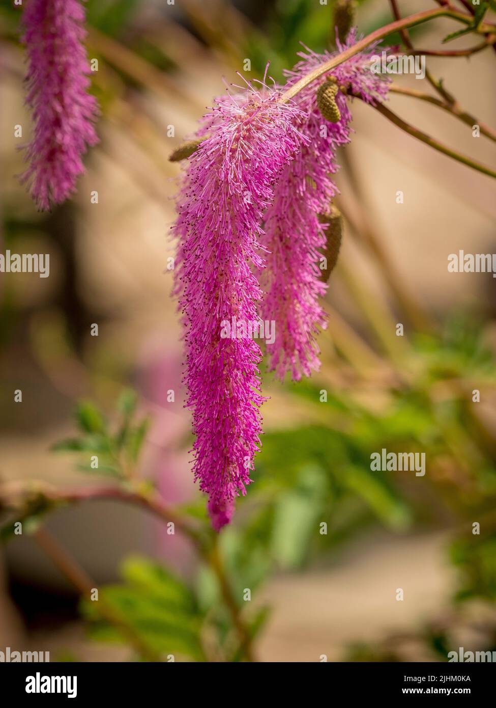 Rosafarbene flauschige Blüten von koreanischem burnett. Sanguisorba hakusanensis 'Lilac Squirrel' Stockfoto