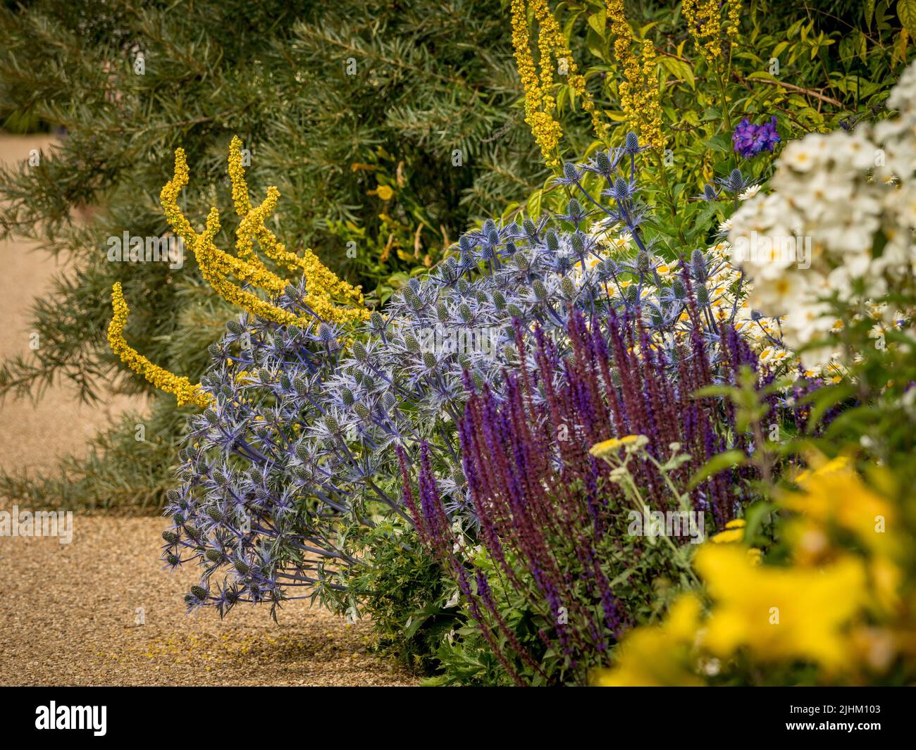 Im Sommer werden in einem britischen Garten violette und gelbe Präriepflanzen angelegt. Stockfoto