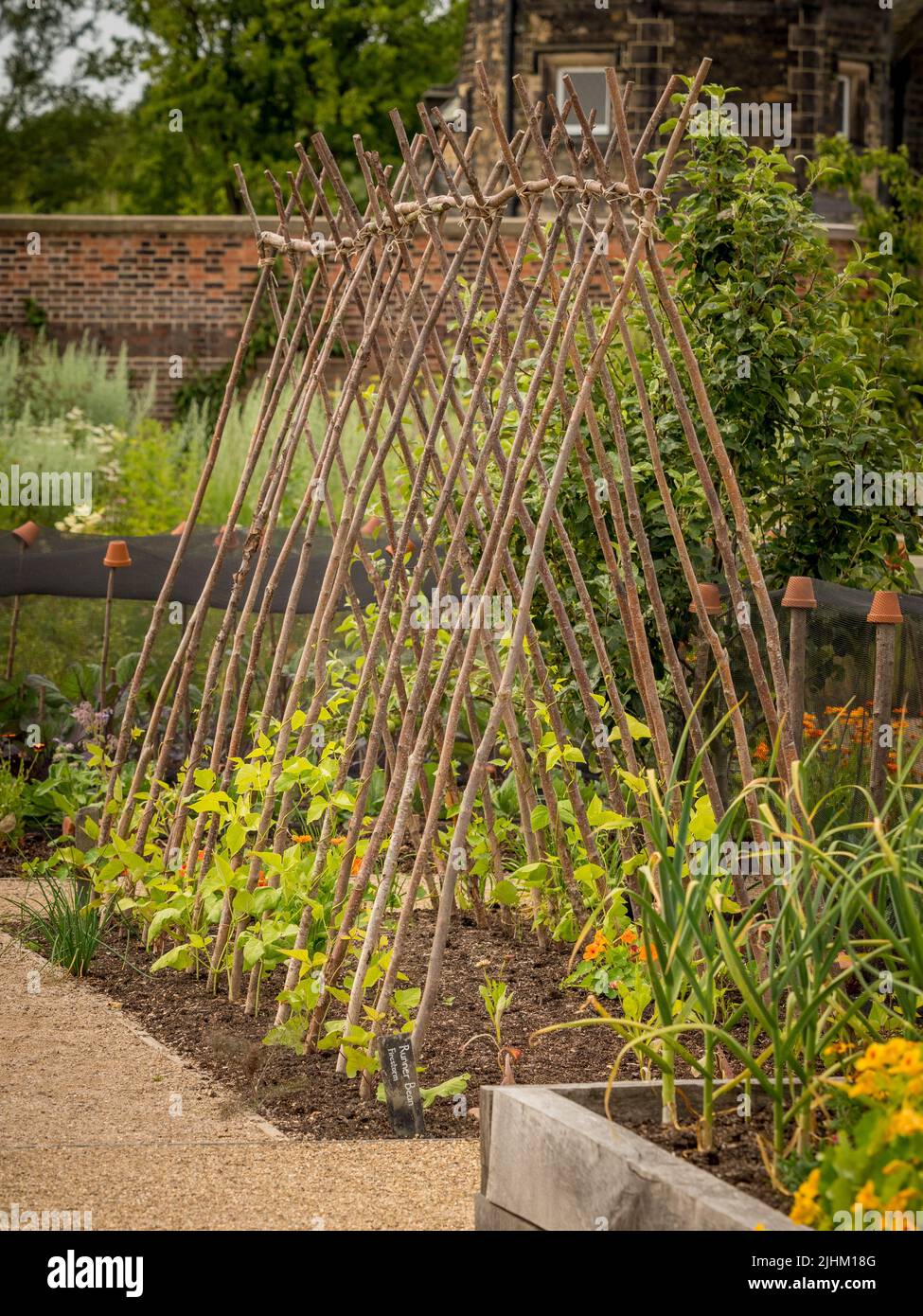 Im Kitchen Garden auf der RHS Bridgewater klettern Runner Beans auf rustikale Stützen. Salford. VEREINIGTES KÖNIGREICH Stockfoto