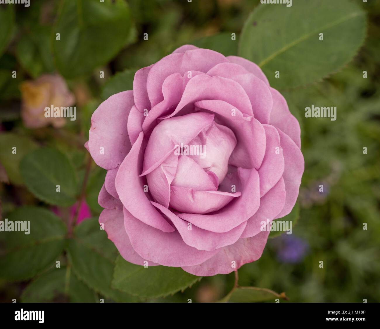 Planansicht einer weichen, lila gefärbten Rose, die in einem britischen Garten wächst. Stockfoto