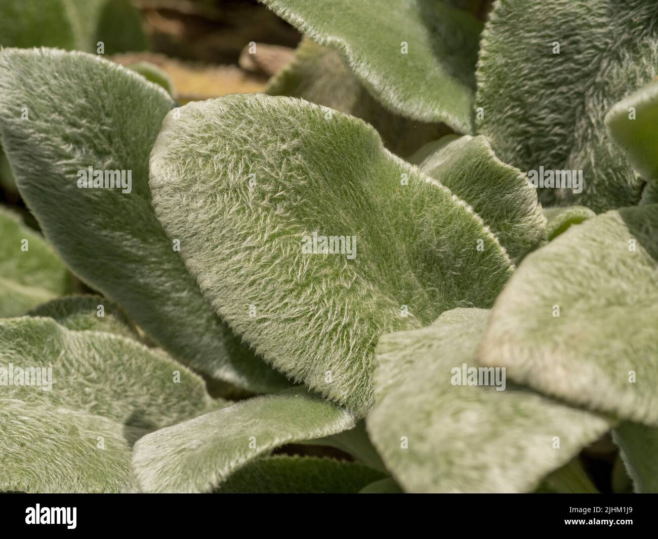 Nahaufnahme von weichen Blättern des Lammohrs. Stachys byzantina „Silberner Teppich“. Stockfoto
