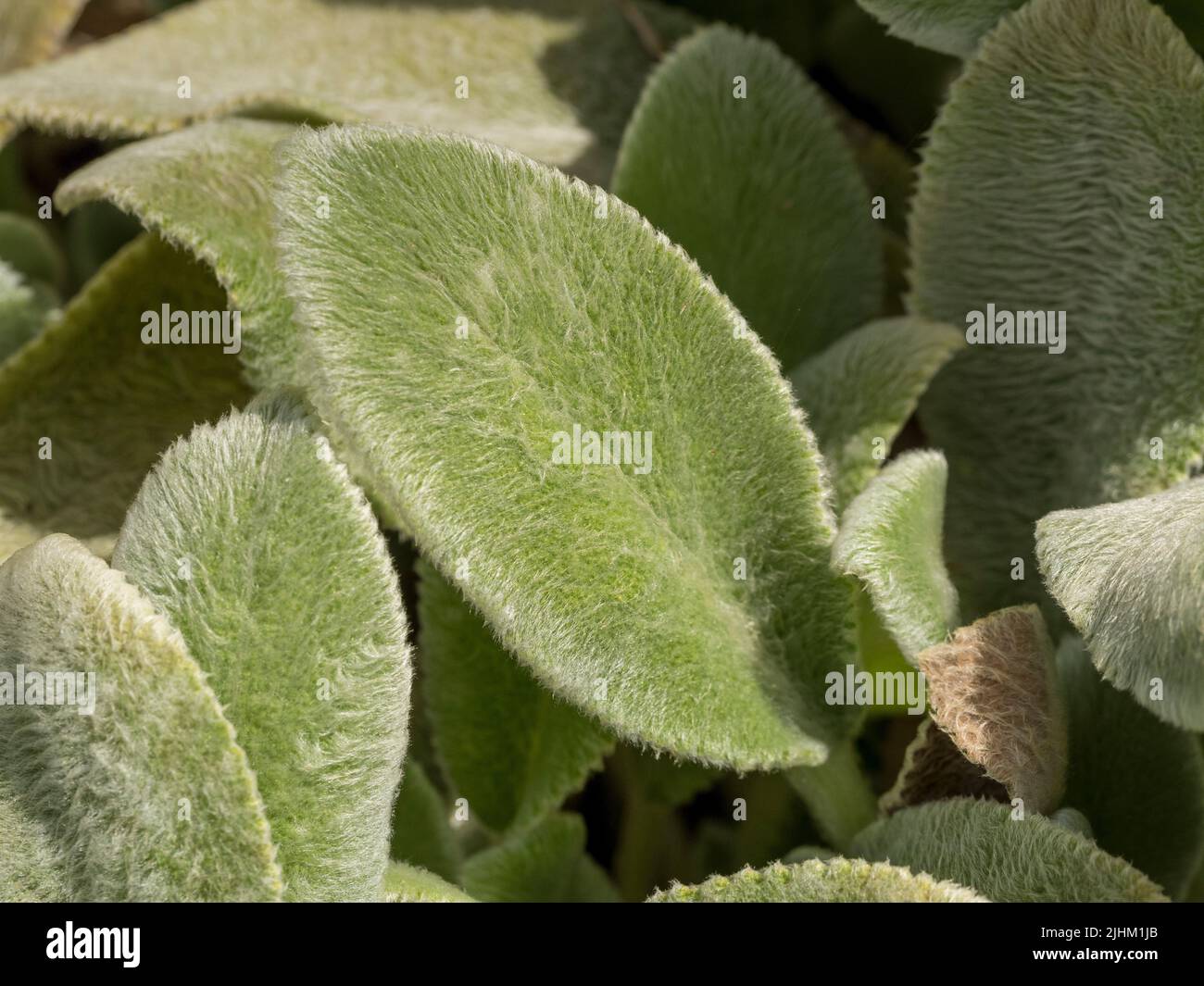 Nahaufnahme von weichen Blättern des Lammohrs. Stachys byzantina „Silberner Teppich“. Stockfoto