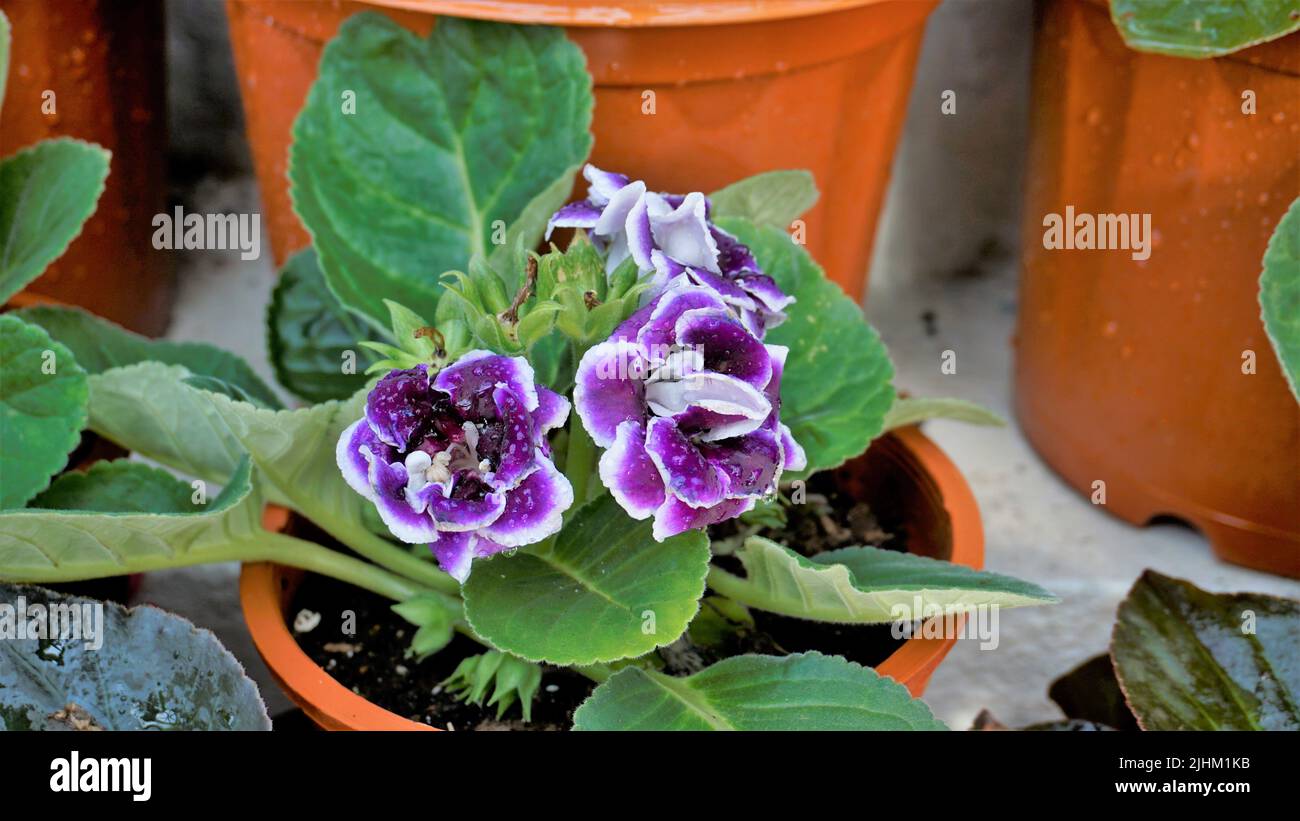Nahaufnahme von schönen Blumen von Sinningia speciosa auch bekannt als Brasilianer, Blumenhändler und Violet Slipper Gloxinia. Landschaft und Hintergrund. Stockfoto