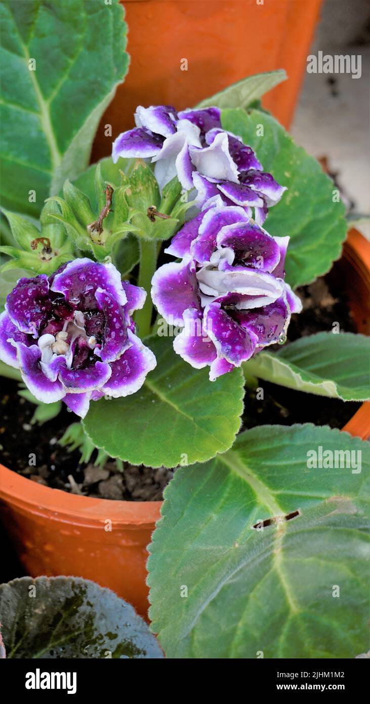 Nahaufnahme von schönen Blumen von Sinningia speciosa auch bekannt als Brasilianer, Blumenhändler und Violet Slipper Gloxinia. Landschaft und Hintergrund. Stockfoto