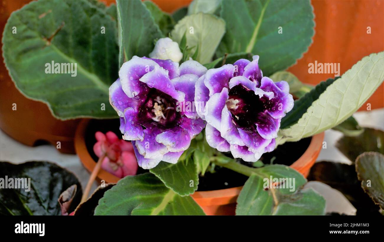 Nahaufnahme von schönen Blumen von Sinningia speciosa auch bekannt als Brasilianer, Blumenhändler und Violet Slipper Gloxinia. Landschaft und Hintergrund. Stockfoto