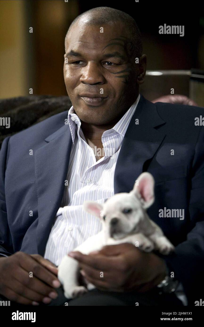 MIKE TYSON, der Kater, 2009 Stockfoto