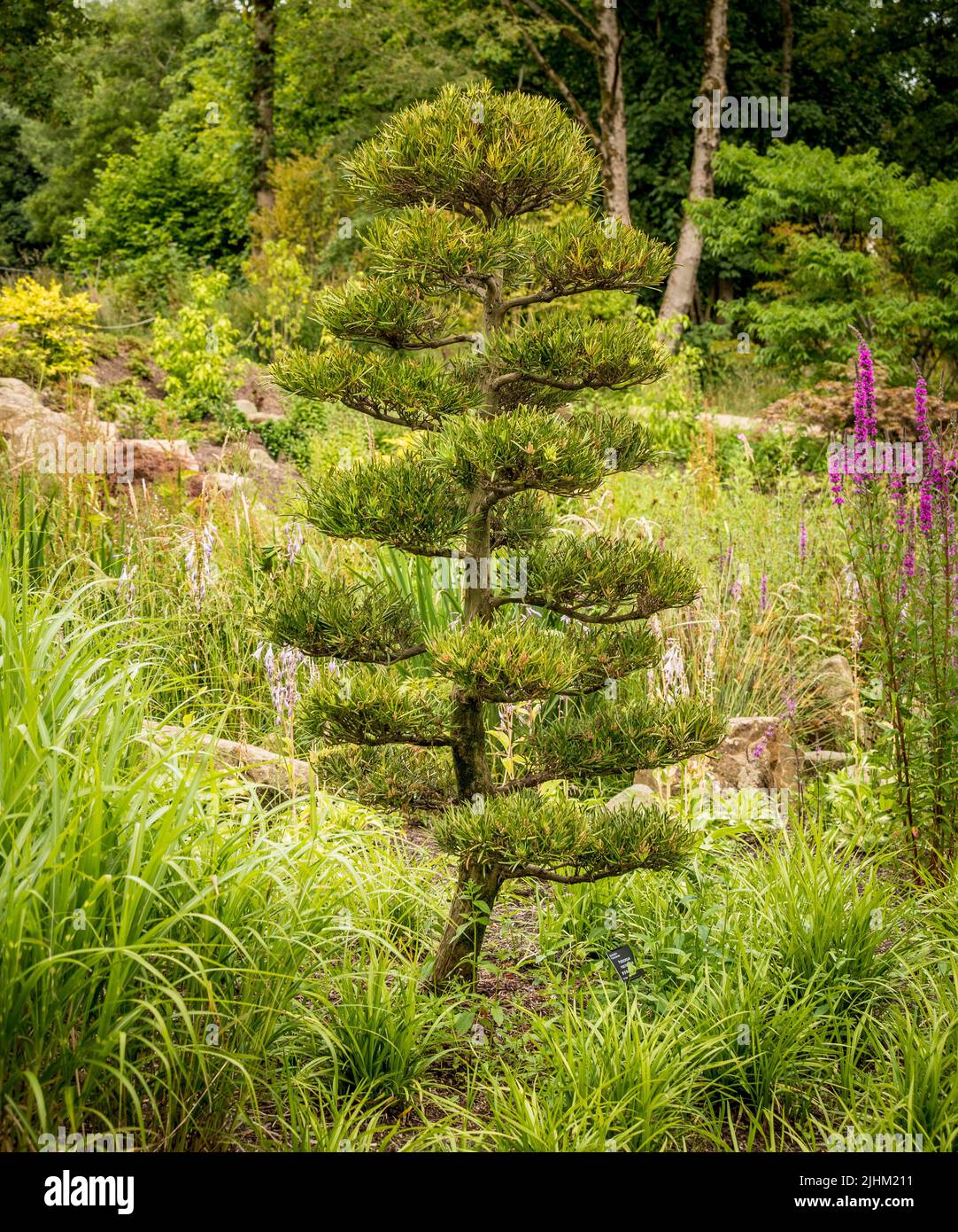 In einem britischen Garten wurde der Podocarpus macrophyllus-Baum von Wolken beschnitten Stockfoto