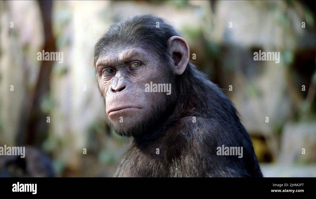 APE, Aufstieg der Planet der Affen, 2011 Stockfoto