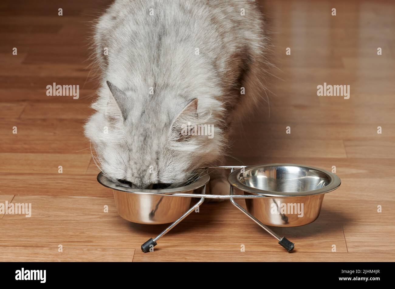 Katze setzte den Kopf in eine Metallschüssel, um ihr Essen aus der Nähe zu sehen Stockfoto