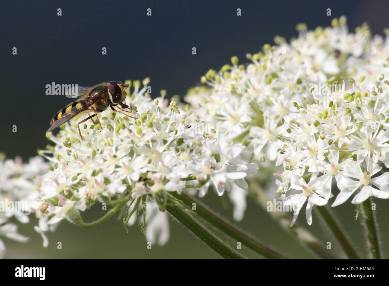 Schwebfliege sammelt Nektar und Pollen aus der Blüte Stockfoto