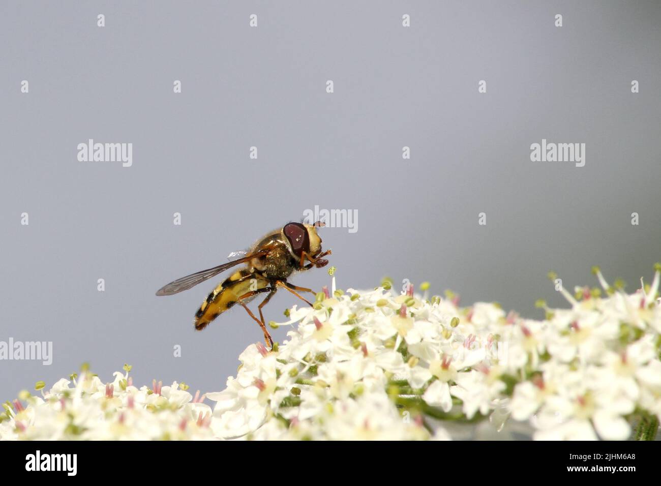Schwebfliege sammelt Nektar und Pollen aus der Blüte Stockfoto