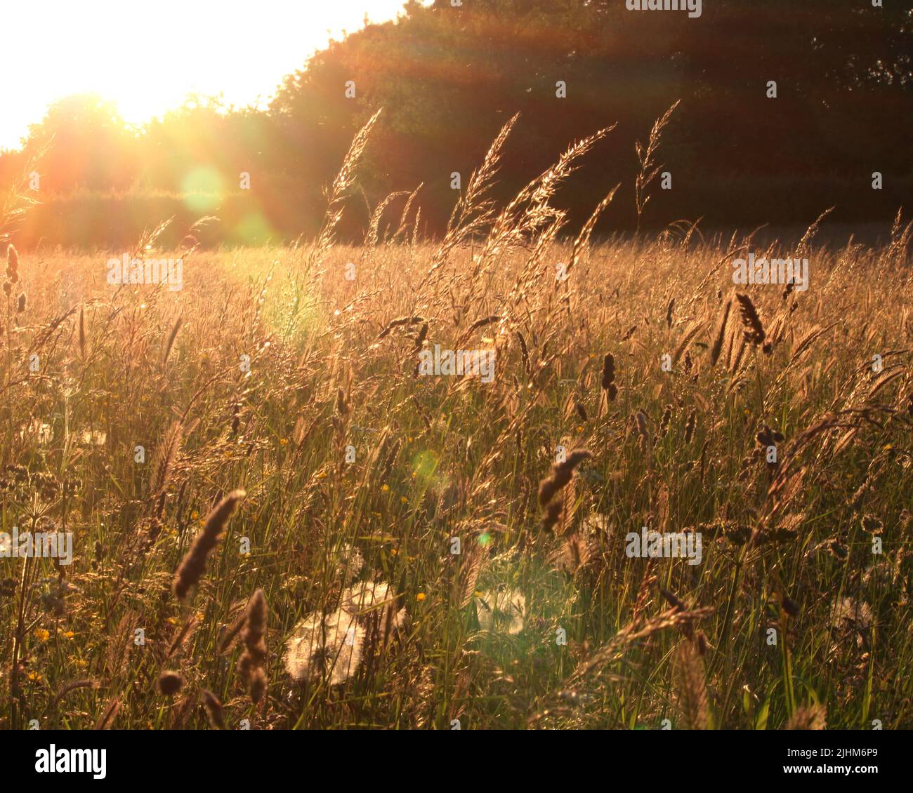 Fower Wiese von der Abendsonne beleuchtet Stockfoto