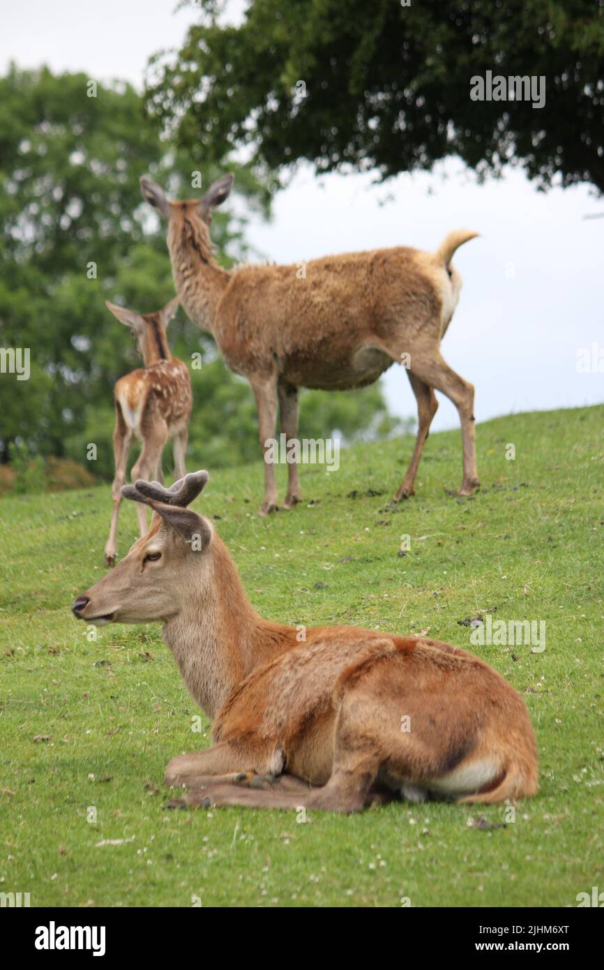 Juvenile Red Deer Stage (Cervus elaphus) im Parkland Stockfoto