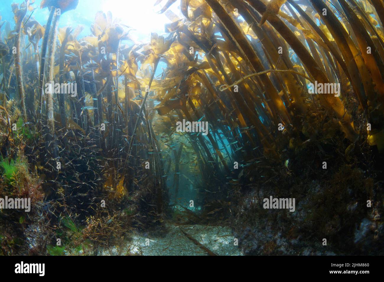 Algenkelp-Wald unter Wasser im Atlantischen Ozean mit kleinen Fischen und Garnelen (Furbellow Seegras, Saccorhiza polyschides), Spanien, Galizien Stockfoto