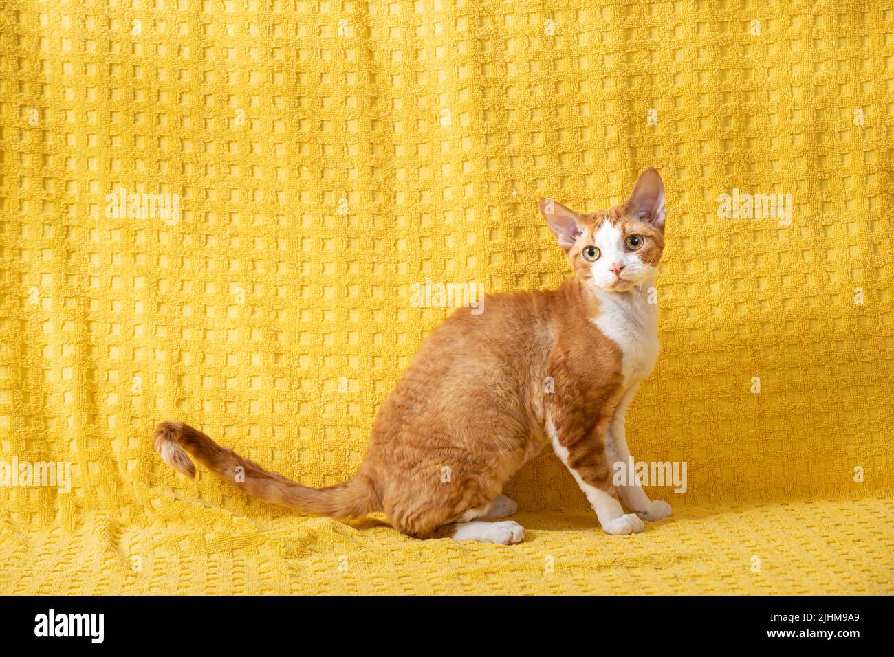 Red Devon Rex Katze Posiert Auf Plaid. Kurzhaarige Katze der englischen Rasse auf gelber Plaid Hintergrund. Kurzhaar-Haustier. Stockfoto