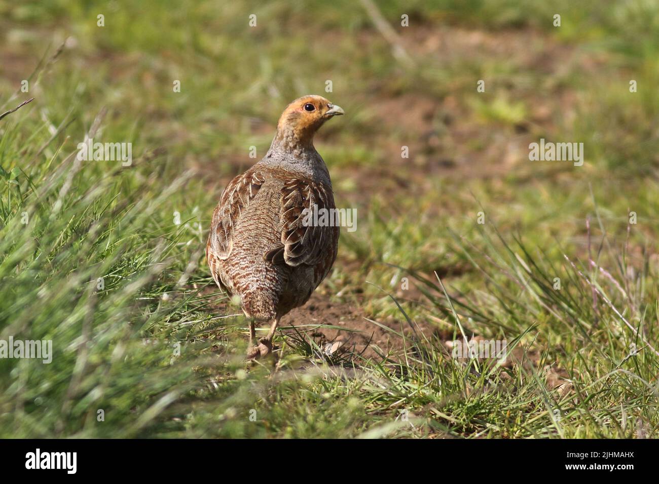 Graues Rebhuhn (perdix perdix), das an einem Feldrand entlang läuft Stockfoto