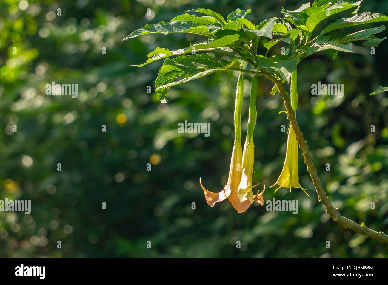 Die Blüte der blühenden Datura Metel Pflanze ist in Form einer gelben Glocke, der Hintergrund der grünen Blätter ist verschwommen Stockfoto