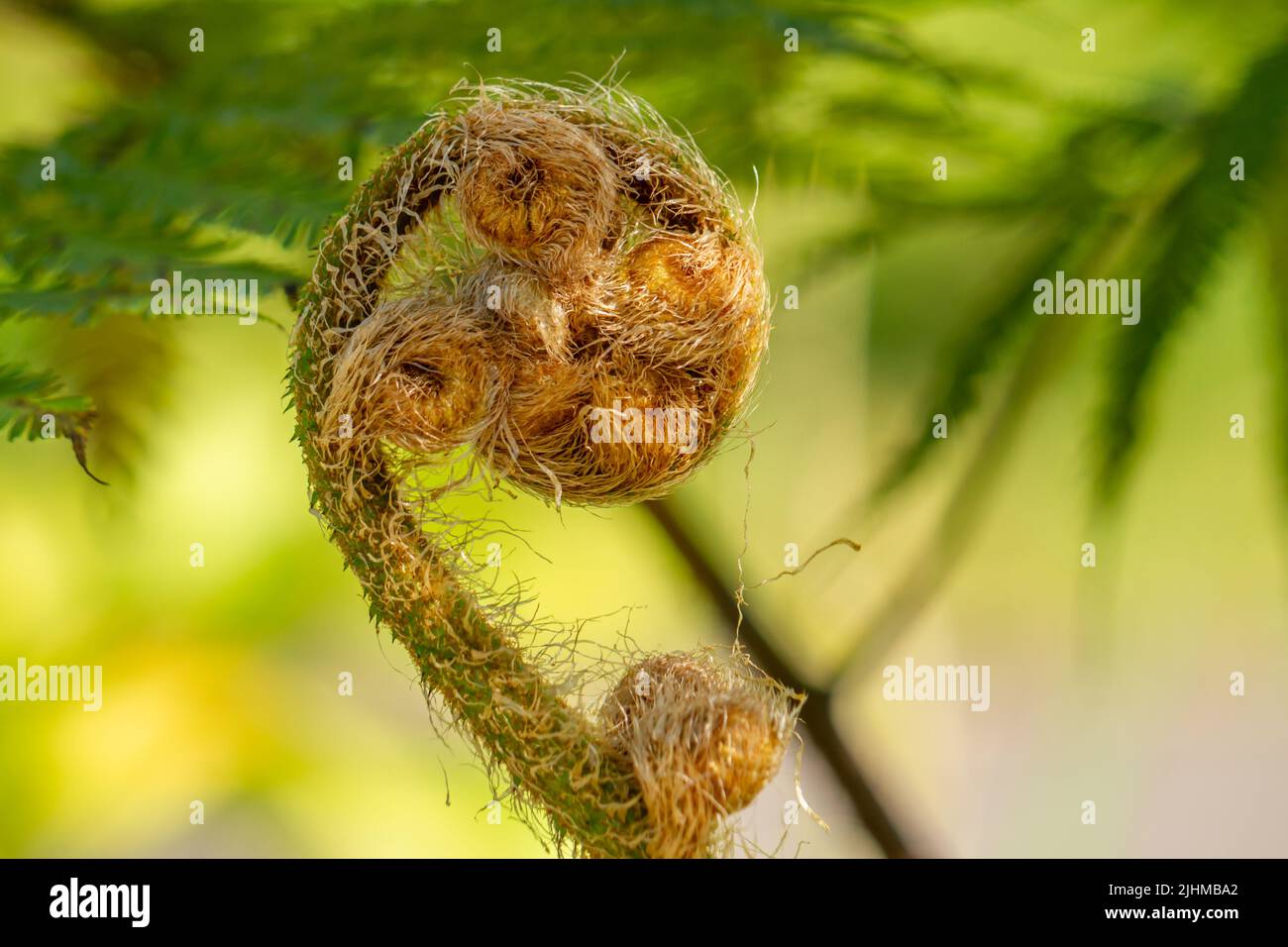 Farntriebe, die immer noch zusammengerollt sind, isoliert auf einem verschwommenen Hintergrund, natürliche Vegetation in Lebensräumen mit hoher Luftfeuchtigkeit Stockfoto