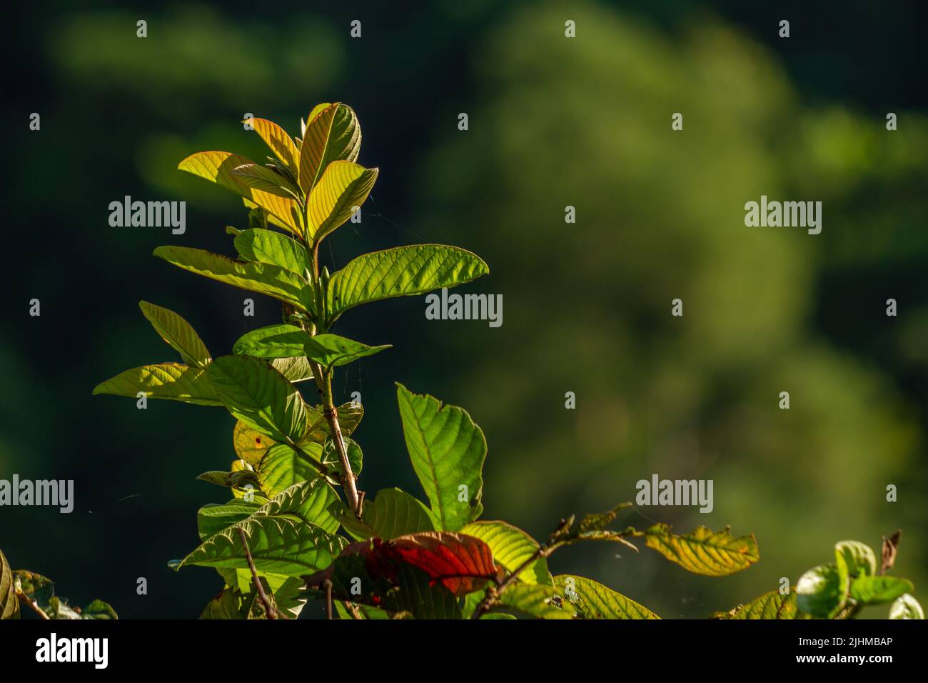 Die Blätter der Guava-Pflanze sind grün und haben eine dicke Textur mit deutlich sichtbaren Blattskeletten, isoliert auf einem verschwommenen Hintergrund Stockfoto