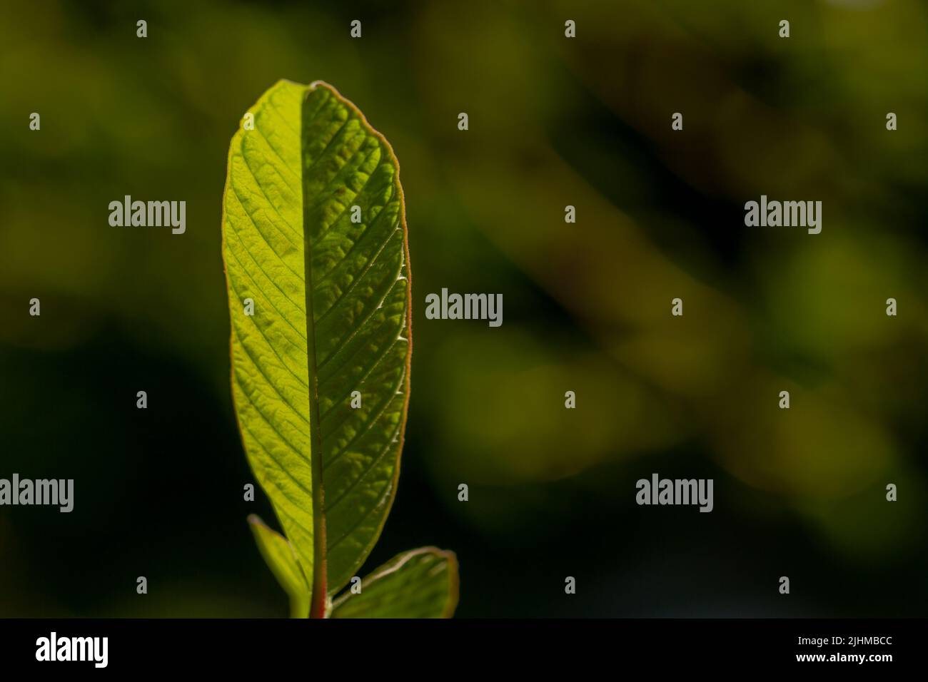 Die Blätter der Guava-Pflanze sind grün und haben eine dicke Textur mit deutlich sichtbaren Blattskeletten, isoliert auf einem verschwommenen Hintergrund Stockfoto