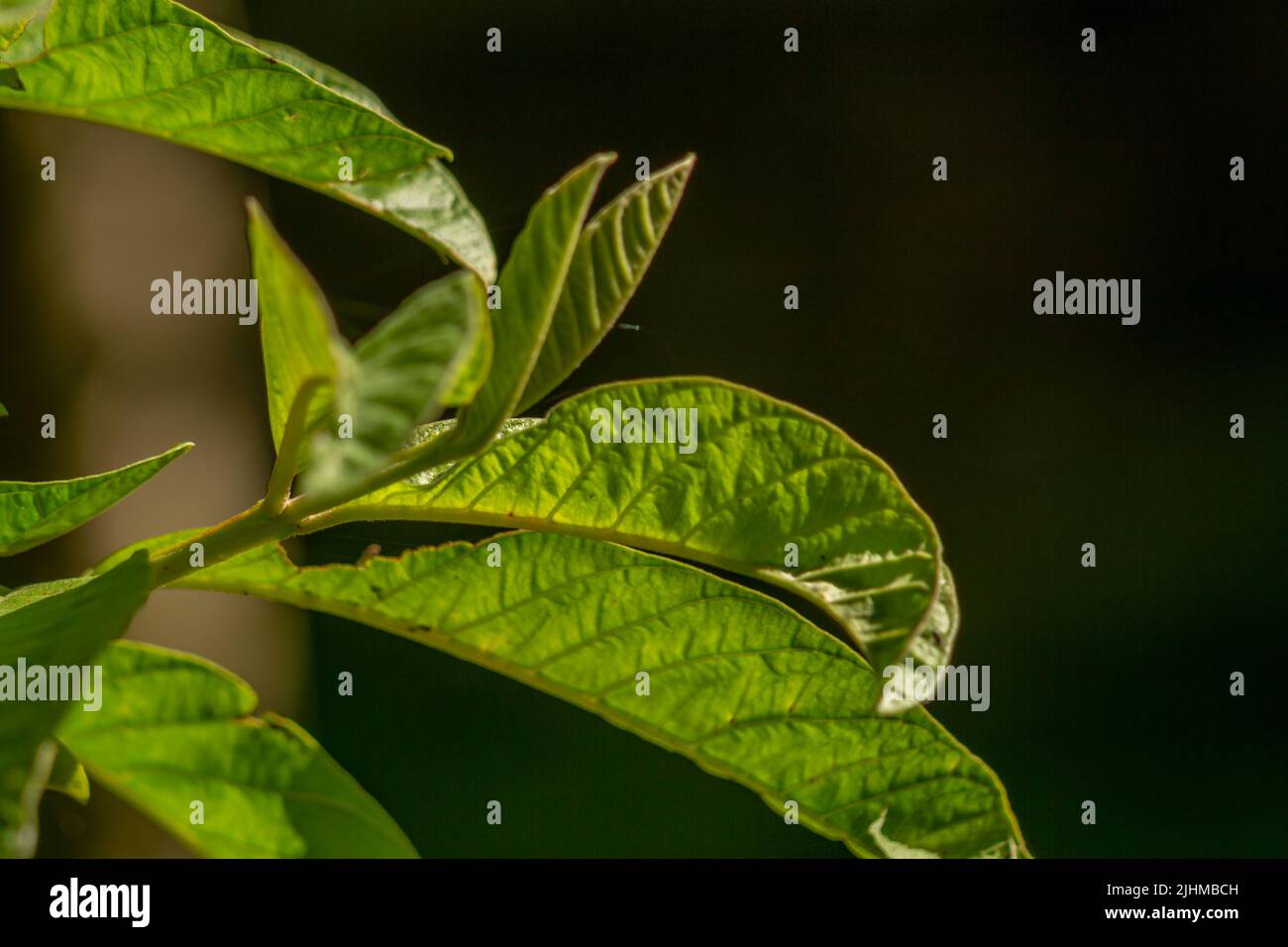 Die Blätter der Guava-Pflanze sind grün und haben eine dicke Textur mit deutlich sichtbaren Blattskeletten, isoliert auf einem verschwommenen Hintergrund Stockfoto