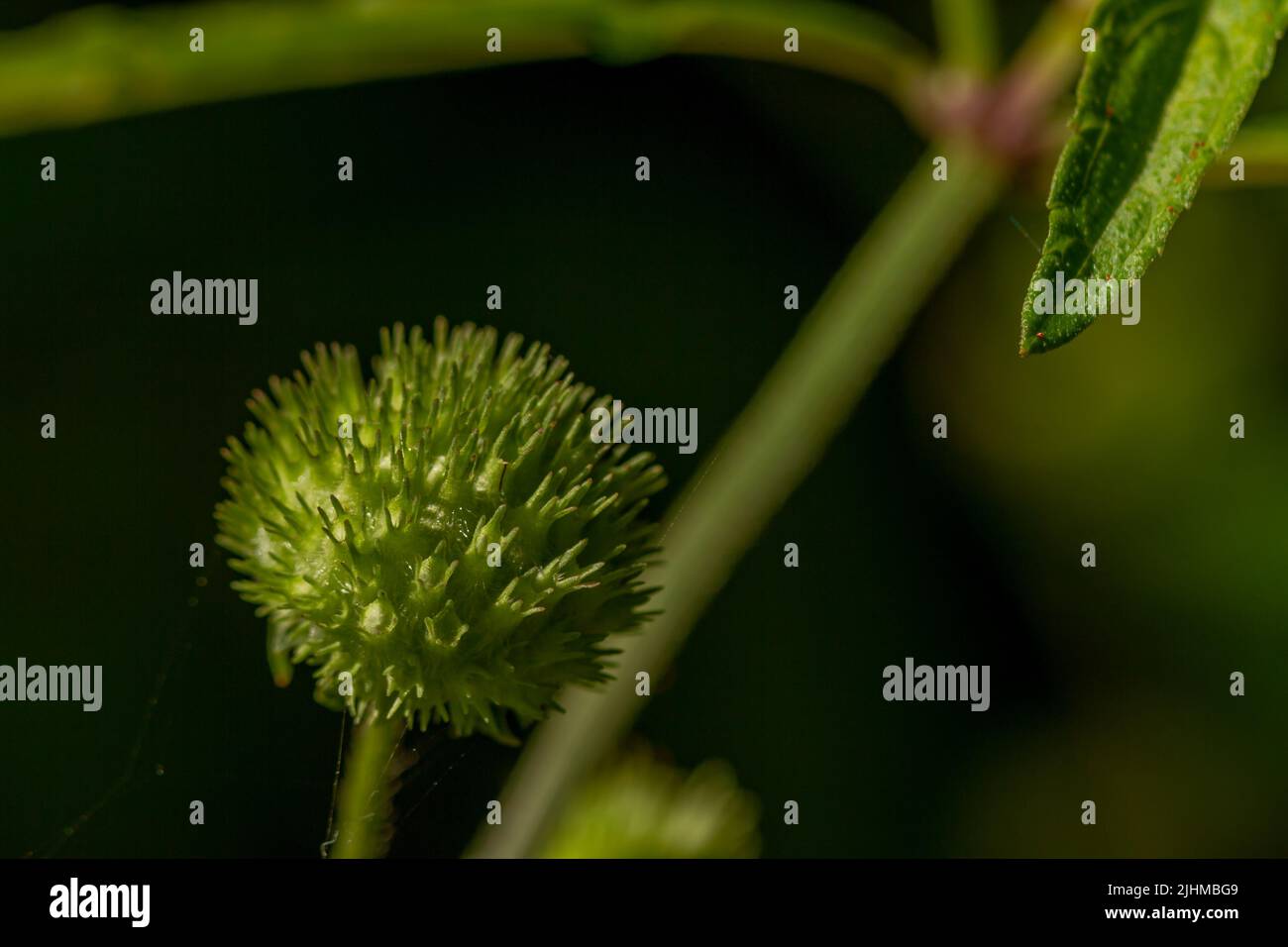 Knobweed-Pflanze blüht in Form einer Kugel mit einer rauen und spitzen Oberfläche, grün, wenn jung und braun, wenn alt, isoliert auf einem verschwommenen Rücken Stockfoto