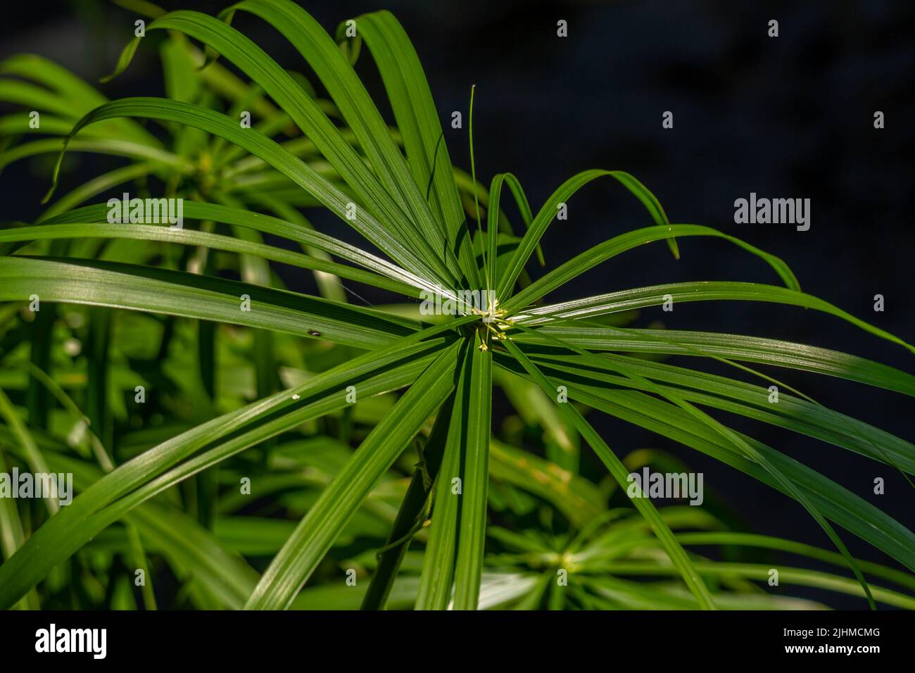 Die Blätter der Regenschirmsedge-Pflanze in Form von kleinen Klingen breiten sich wie ein Regenschirm aus, isoliert auf einem verschwommenen Hintergrund Stockfoto