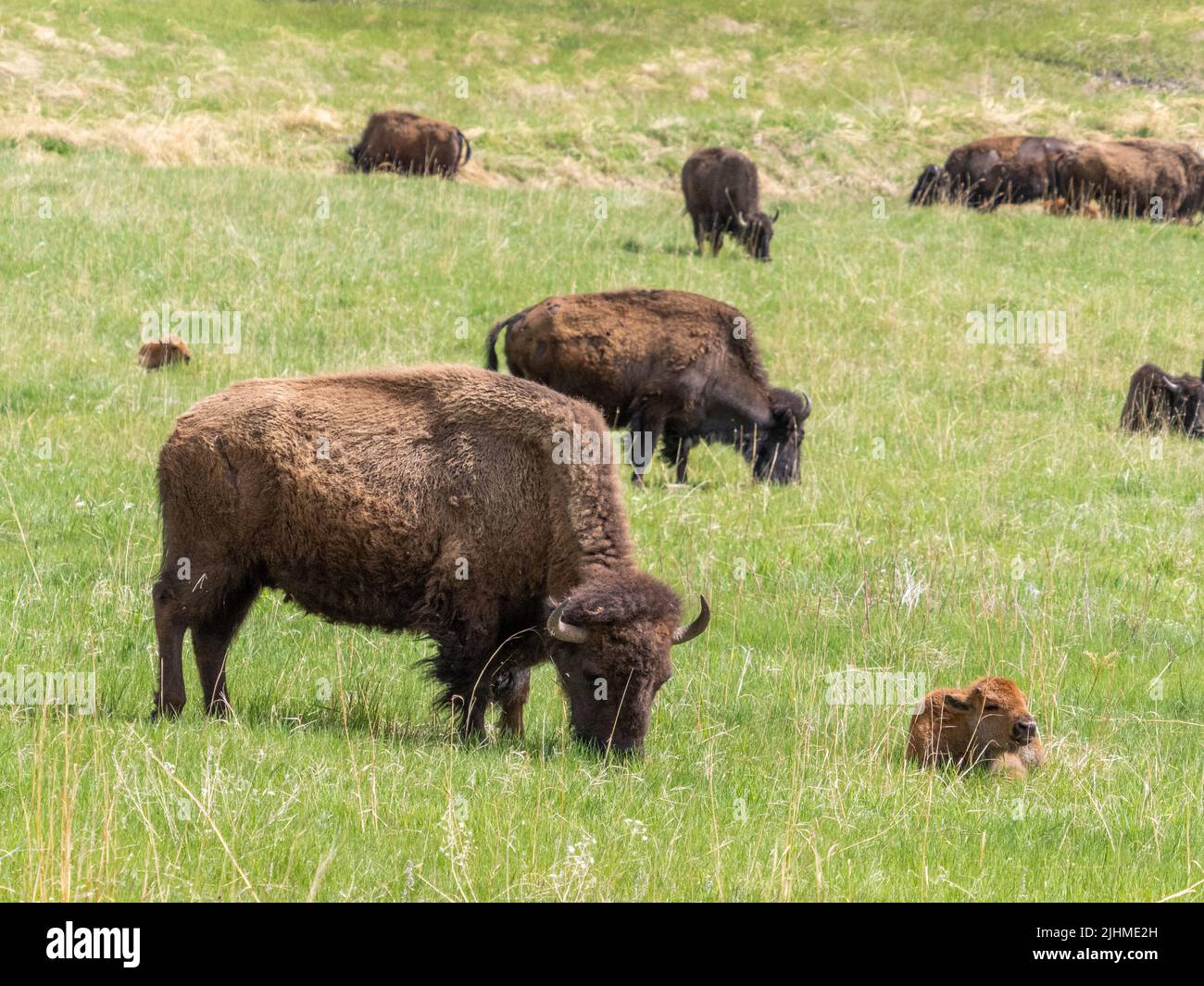 American Bison oder Buffalo mit Kalb im Wind Cave National Park in South Dakota, USA Stockfoto