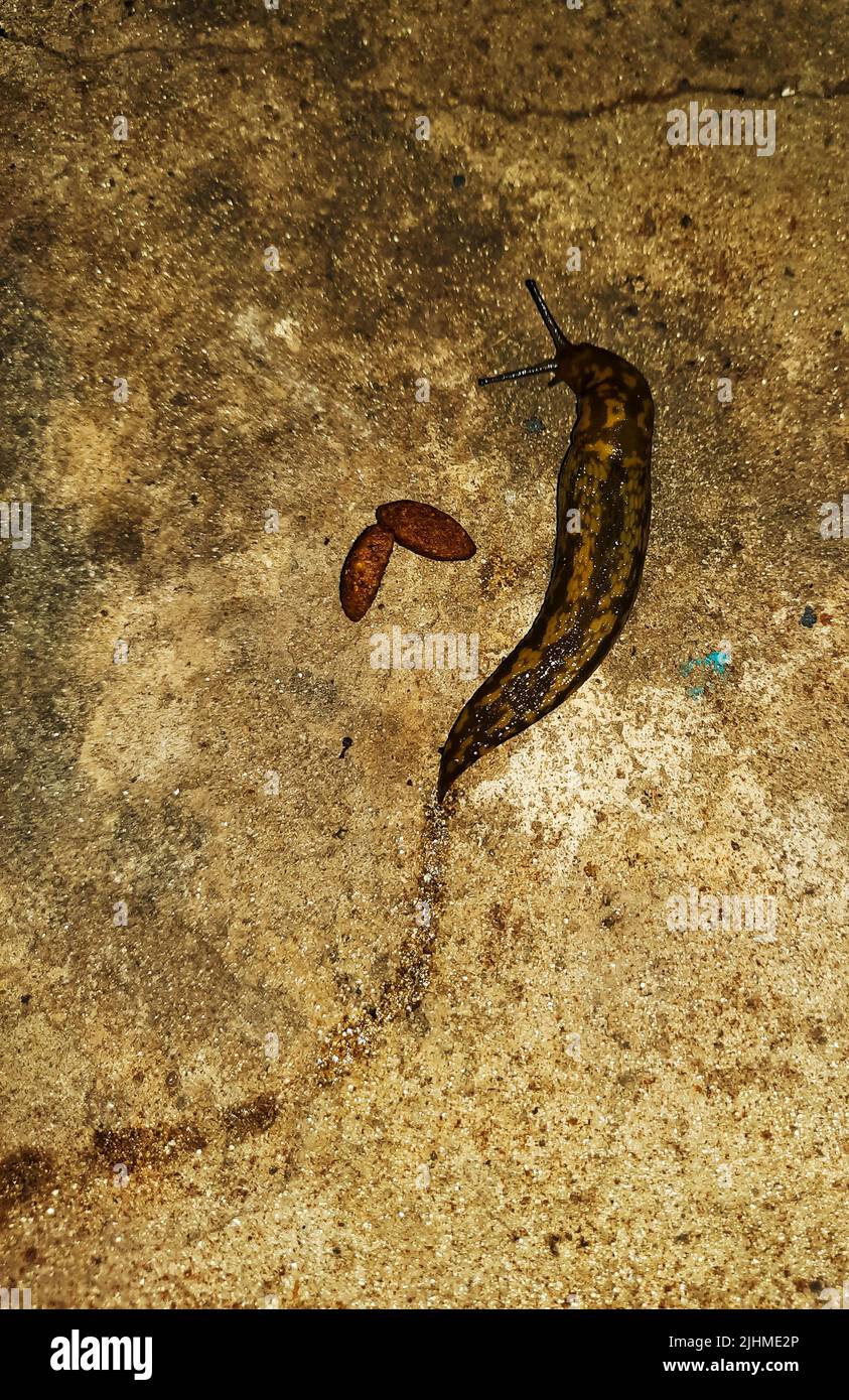 Die Schnecke kriecht auf der Betonoberfläche. Die Schnecke frisst Hundefutter. Sommerabend nach dem Regen. Stockfoto