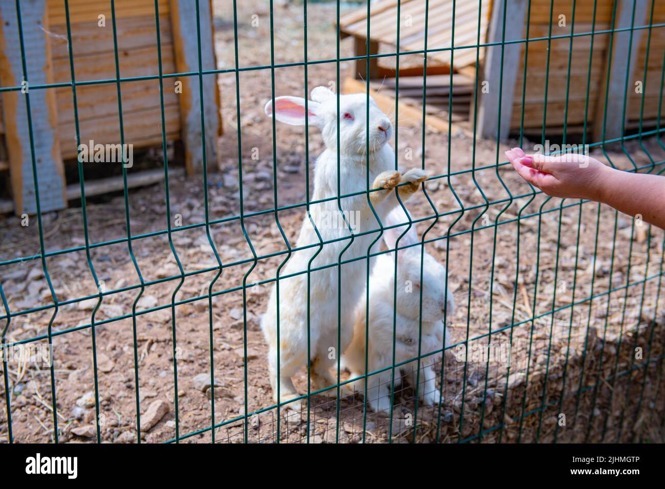 Mehrere weiße Kaninchen sitzen in einem Käfig Stockfoto