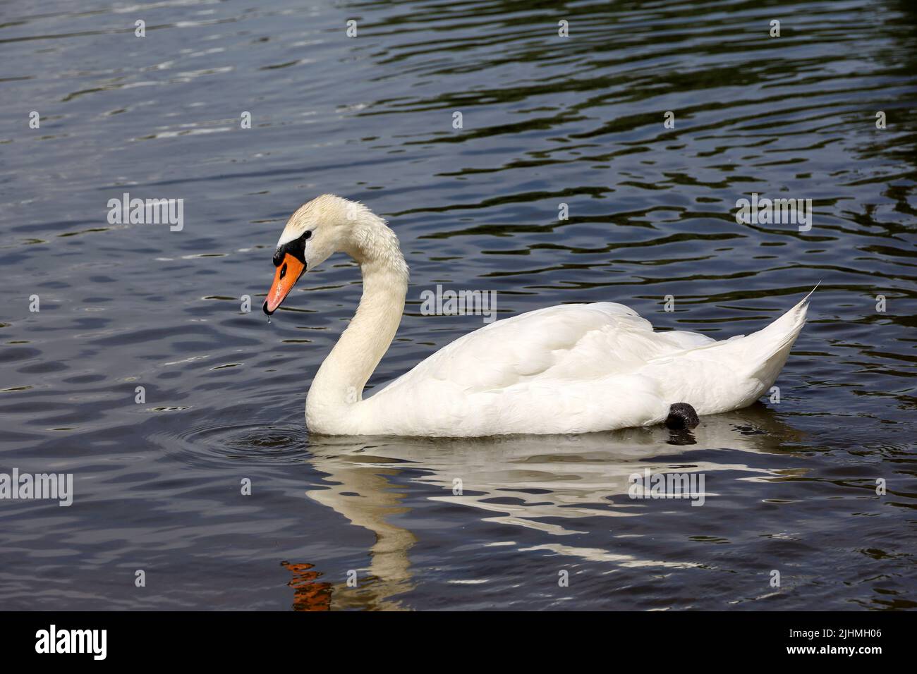 Weißer Schwan, der in einem See schwimmend ist, Spiegelung auf der Wasseroberfläche Stockfoto Weißer Schwan, der in einem See schwimmend ist, Spiegelung auf der Wasseroberfläche Stockfoto