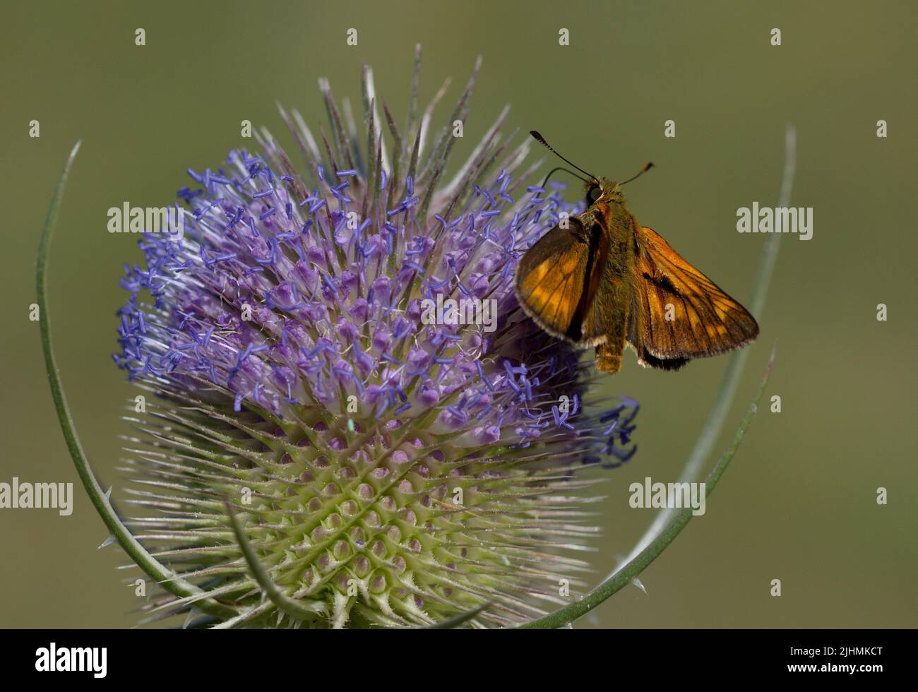Buttefly auf einer Blume im Sommer Stockfoto