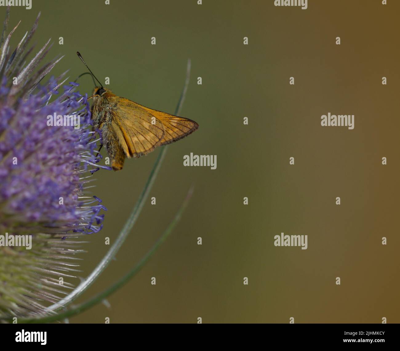 Buttefly auf einer Blume im Sommer Stockfoto