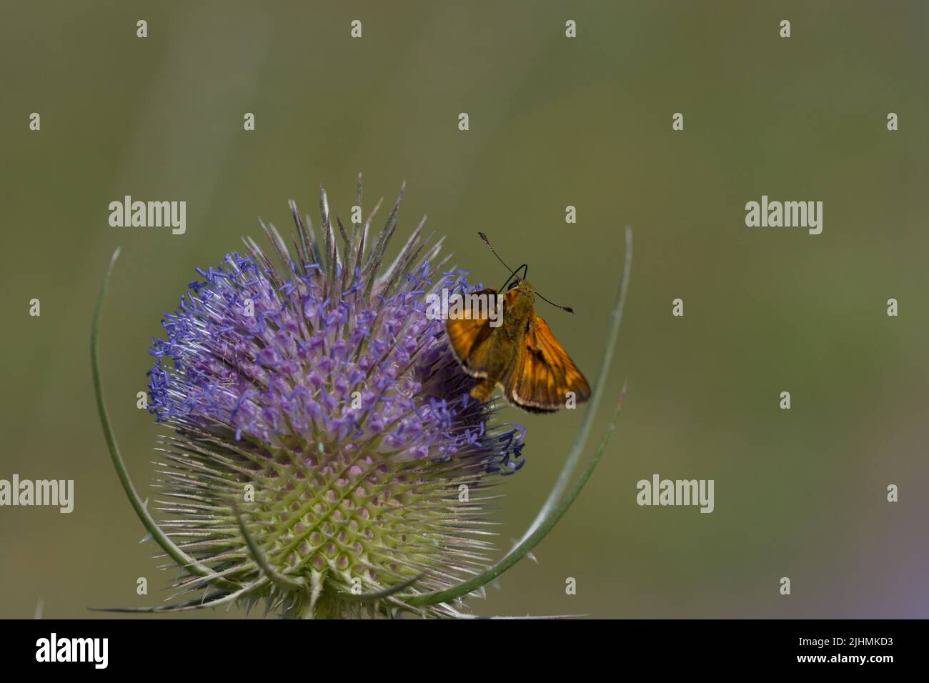 Buttefly auf einer Blume im Sommer Stockfoto