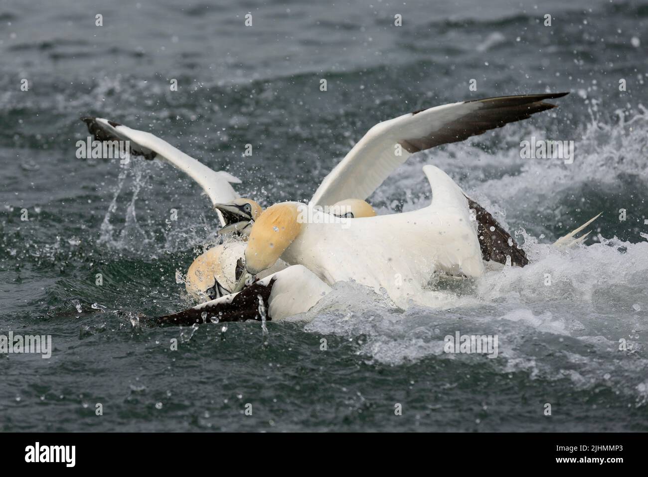 Gannet (Morus bassanus) in Futterrausch Stockfoto