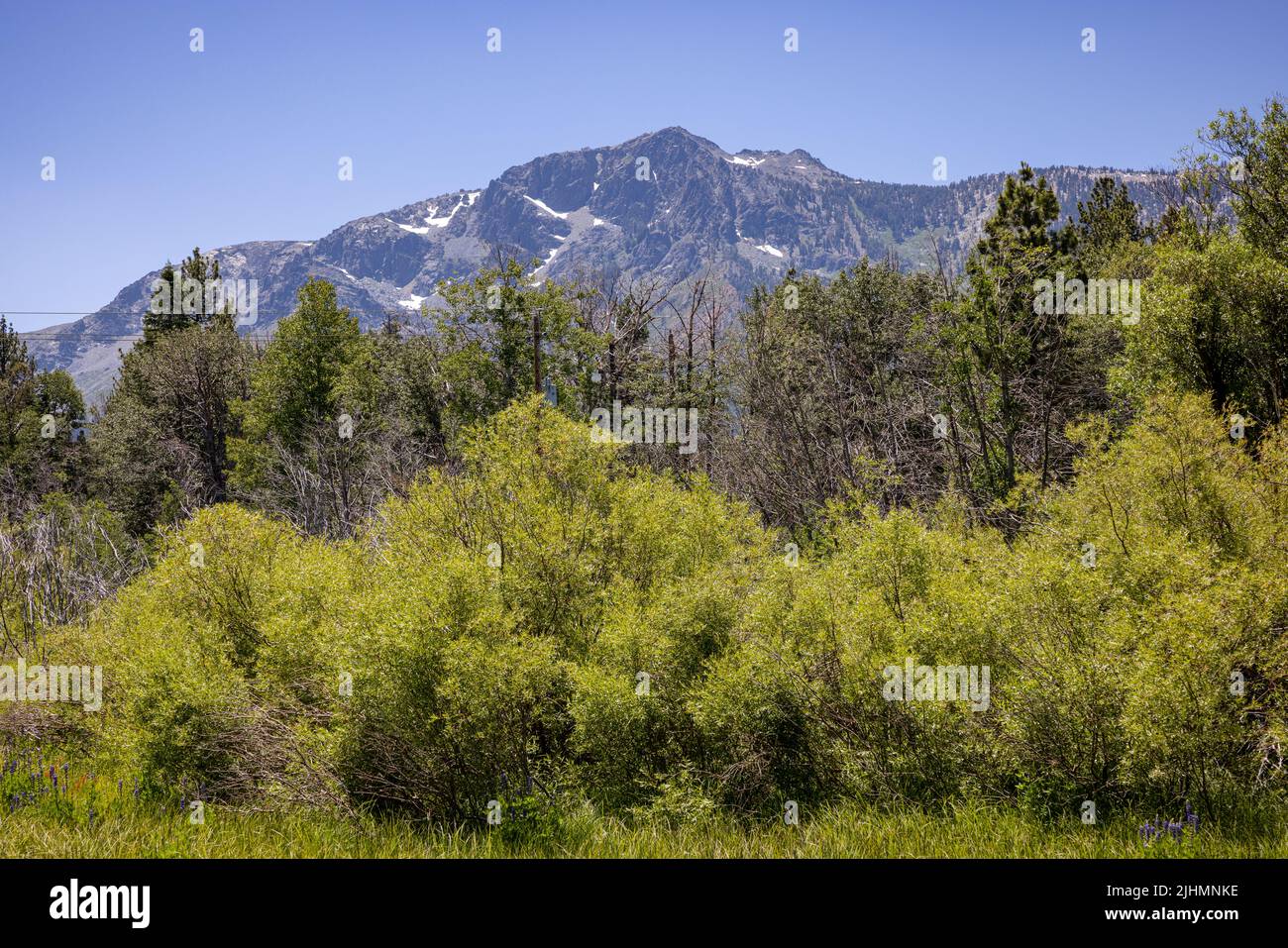 Mt. Tallac in South Lake Tahoe vom Taylor Creek Besucherzentrum aus gesehen. Stockfoto