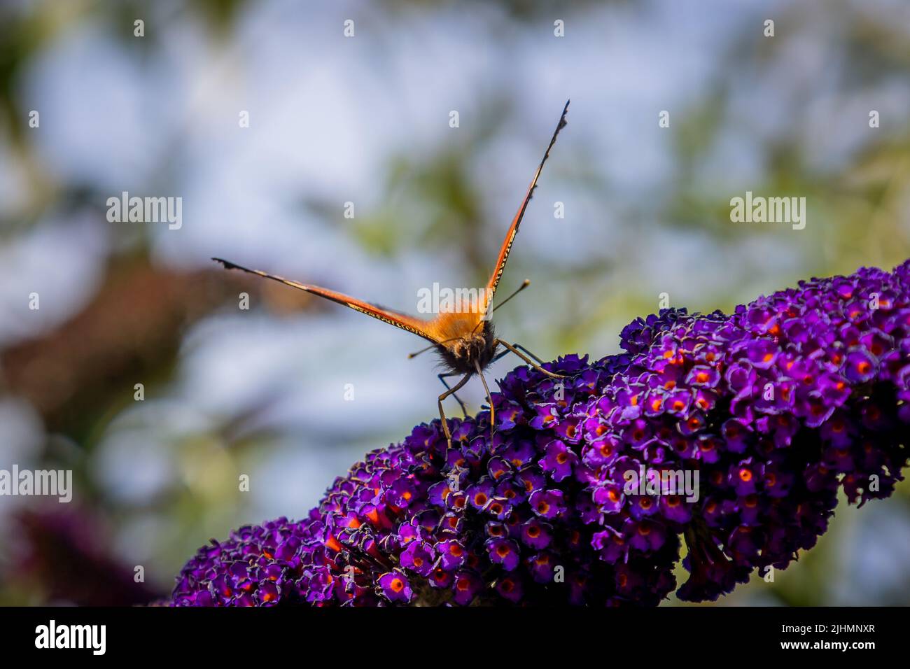Der Pfauenschmetterling auf einem Schmetterlingsbusch mit hellen Farben und einer Zeichnung auf den Flügeln, die Augen ähneln, um Raubtiere abzuschrecken Stockfoto