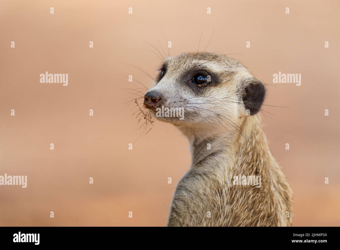 Niedliches Erdmännchen-Porträt. Kalahari, Transfrontier National Park, Südafrika Stockfoto