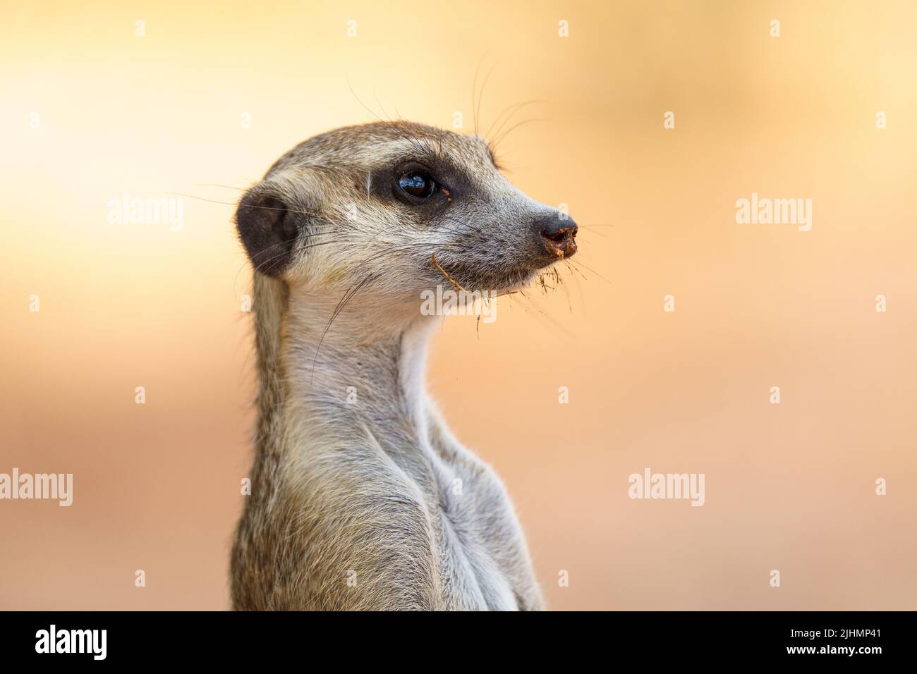 Süßes Meerkat-Nahaufnahmen-Porträt des Profils. Unscharfer Hintergrund. Kalahari, Transfrontier-Nationalpark, Südafrika Stockfoto