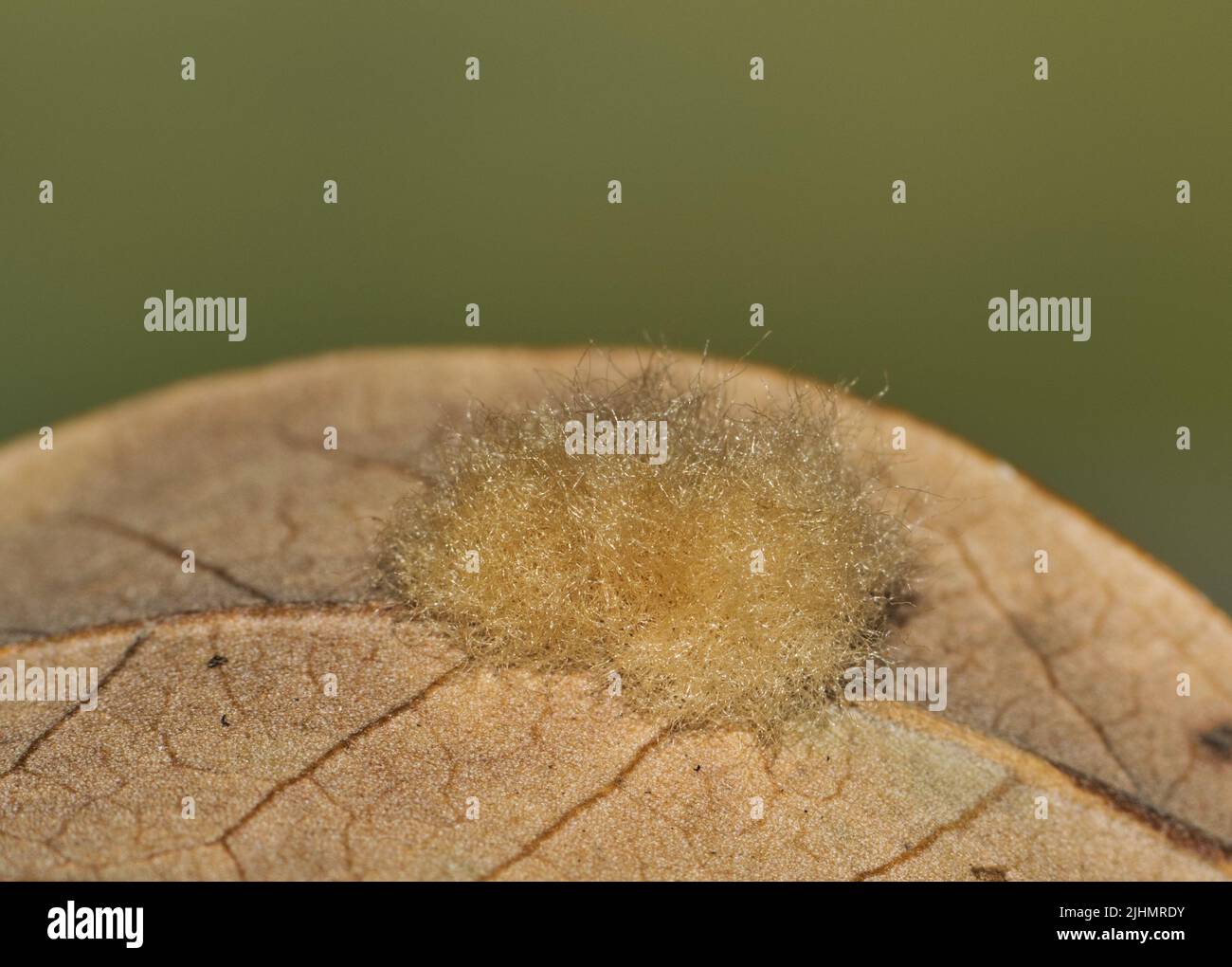Wollige Blattgalle auf einem toten Blatt aus lebender Eiche, verursacht durch Andicus quercuslanigera Wespe. Stockfoto