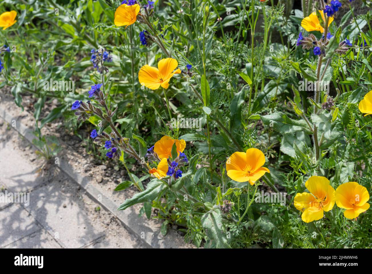 Wilde Blumen im Garten, kalifornische Mohnblumen Stockfoto