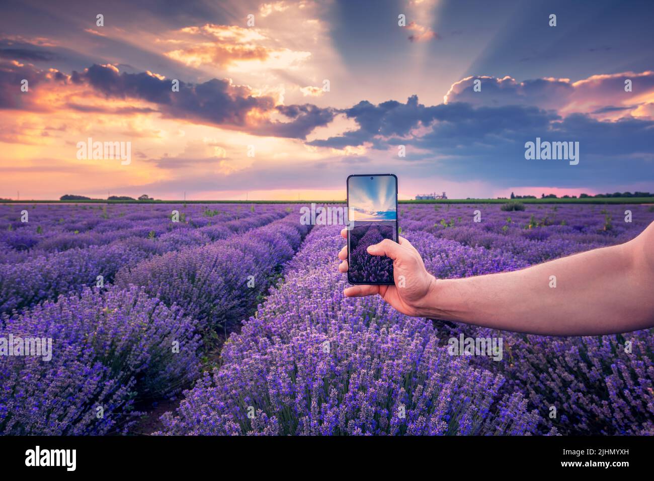 Blühendes Lavendelfeld, Landschaft bei Sonnenuntergang mit dramatischen Wolken und einer Hand eines Mannes mit Handy, der Bilder macht Stockfoto