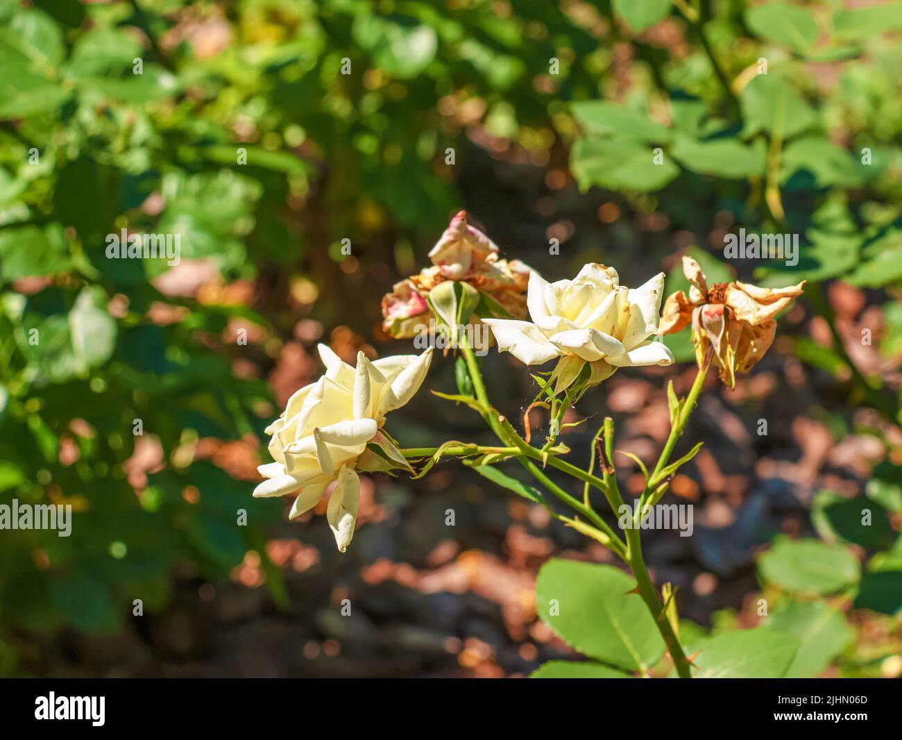 Verblassende Rose im Garten. Welken. Rosen mit verwelkten Blütenblättern. Stockfoto