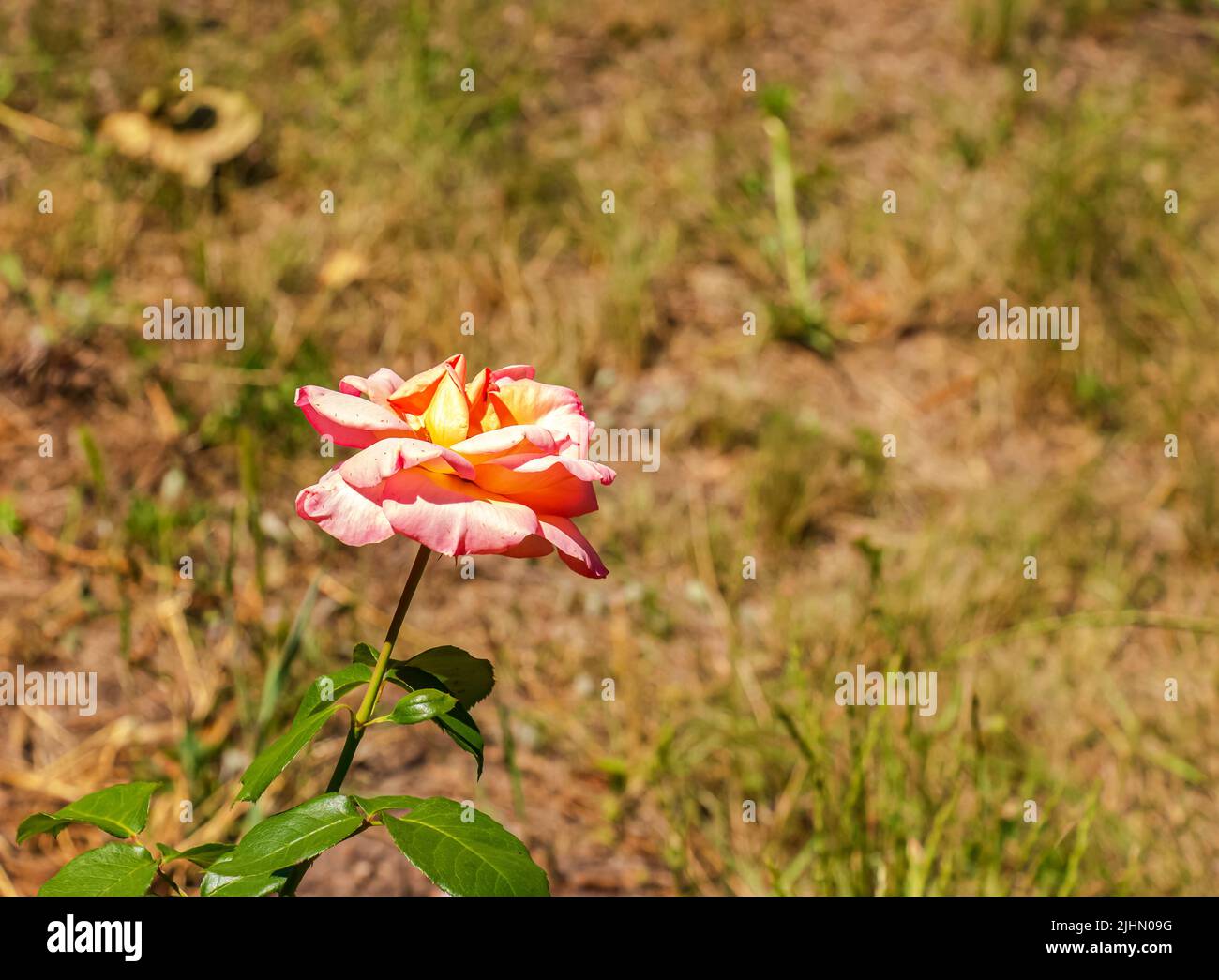 Verblassende Rose im Garten. Welken. Rosen mit verwelkten Blütenblättern. Stockfoto