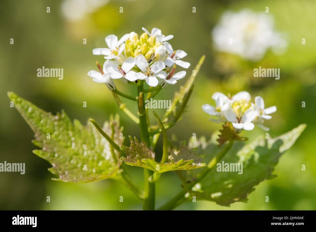 Nahaufnahme von Blumen auf einer Knoblauchsenf-Pflanze (Alliara petiolata) Stockfoto